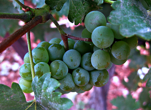 4734900182_b15ffd1ce0