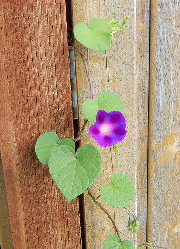 29337794436_c82b1b3a7a