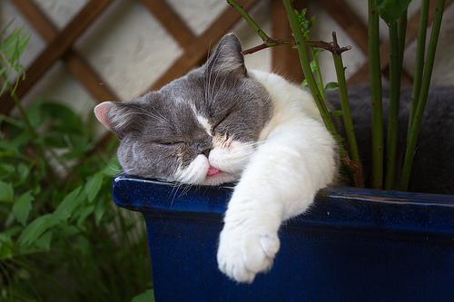 29319505010_1aa7dc4f6d