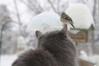 39296049505_f49cdda5e0