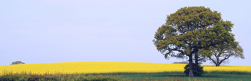 31118050408_fb7e161d30