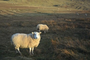 40750790552_c7f51acc14