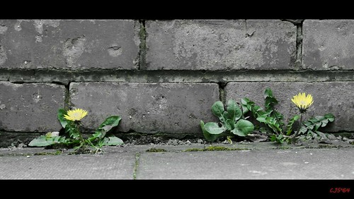 13627795145_94260fb0a3